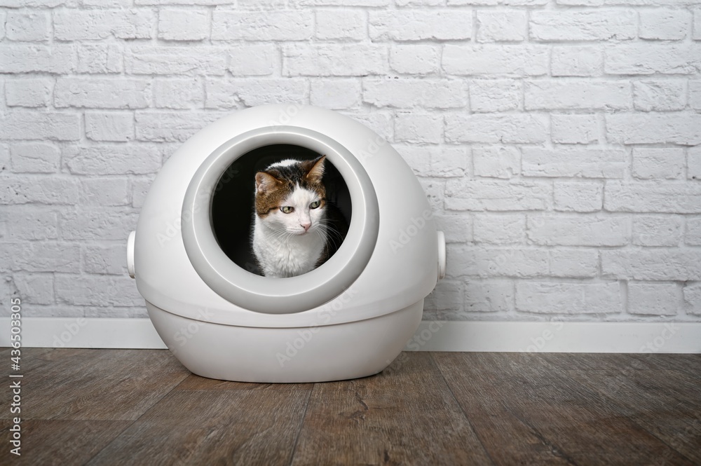 Cute tabby cat sitting in a automatic cat litter box and looking funny  sideways. Stock Photo | Adobe Stock
