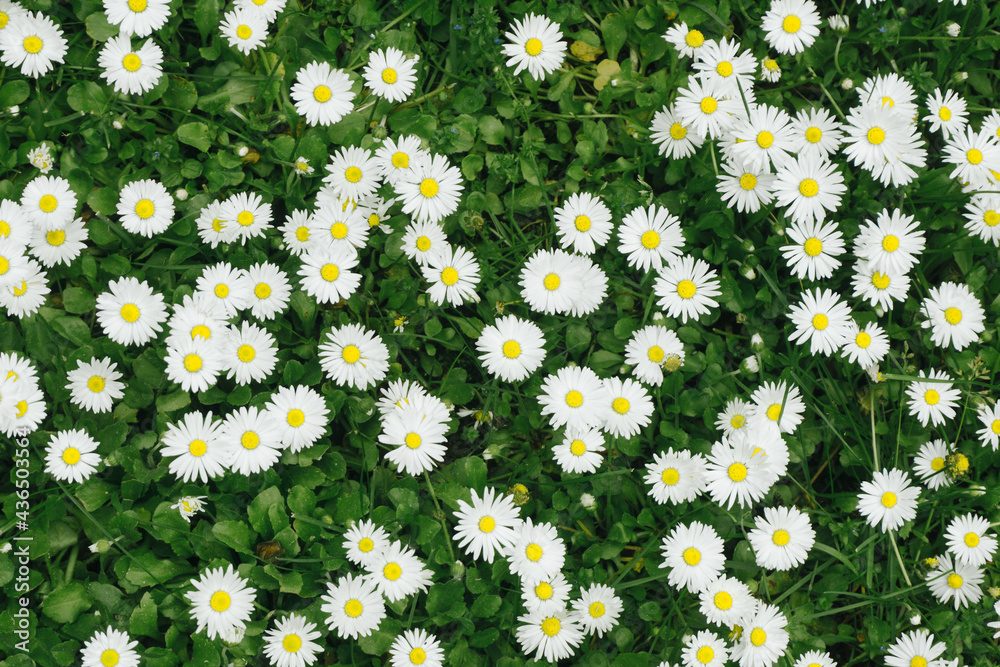 White Daisy flower background. Daisy flower pattern. Green lawn spring texture. Green grass floral background. White natural spring park pattern. White Daisy flower background. Daisy flower pattern. Green lawn spring texture. Green grass floral background. White natural spring park pattern.