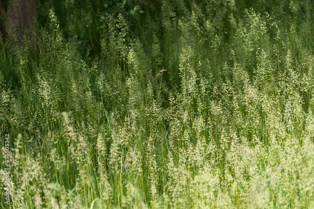green grass texture green grass texture