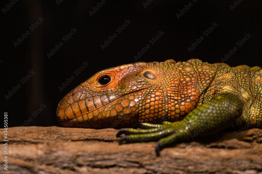 Naklejka premium northern caiman lizard in nature