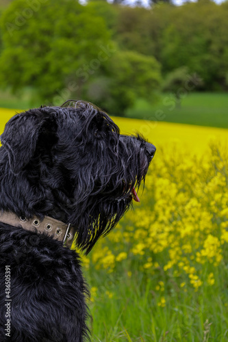 black and white dog