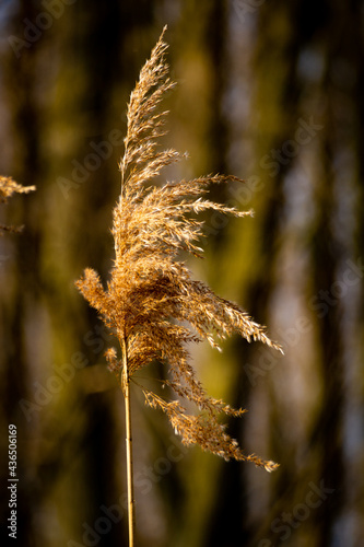 autumn leaves