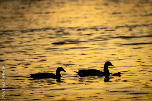swan and ducks