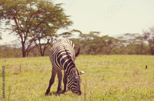 Zebra