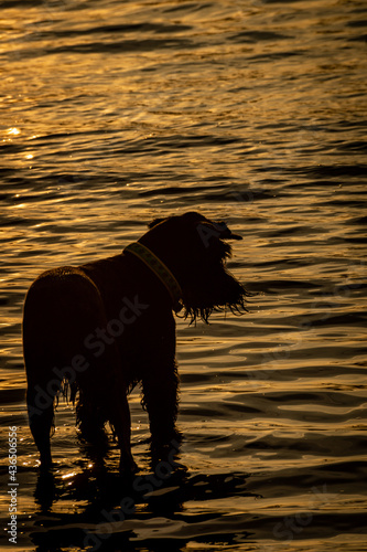 horse in water
