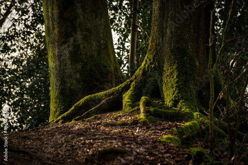 tree in the forest