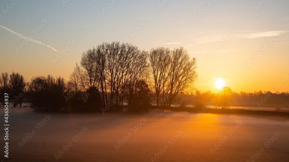 Polder in Dutch Biesbosch National Park covered by fog during sunrise