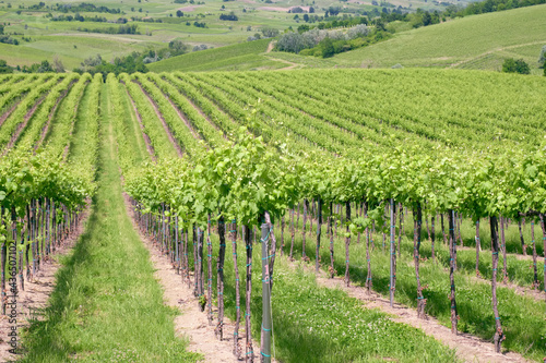 Springtime view of the vineyards of Oltrepo Pavese, hilly countryside area in the Northern of Italy (Lombardy Region, Pavia Province); it's famous for its valuable red wines.