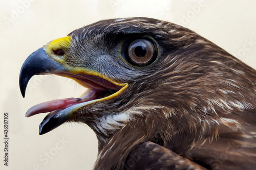 Head of Common Buzzard  Buteo buteo 