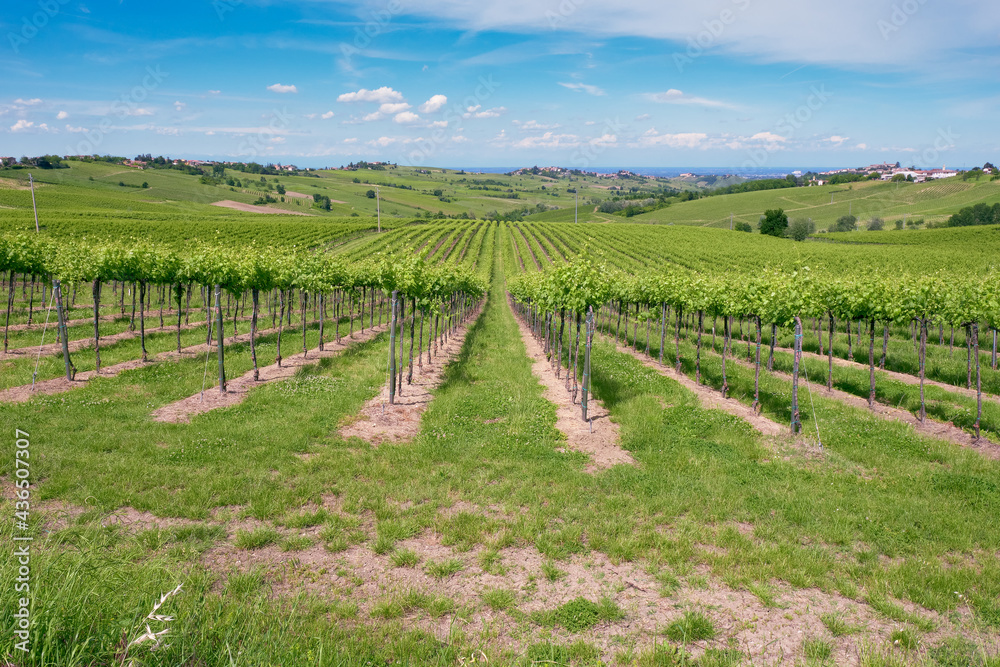 Springtime view of the vineyards of Oltrepo Pavese, hilly countryside area in the Northern of Italy (Lombardy Region, Pavia Province); it's famous for its valuable red wines.
