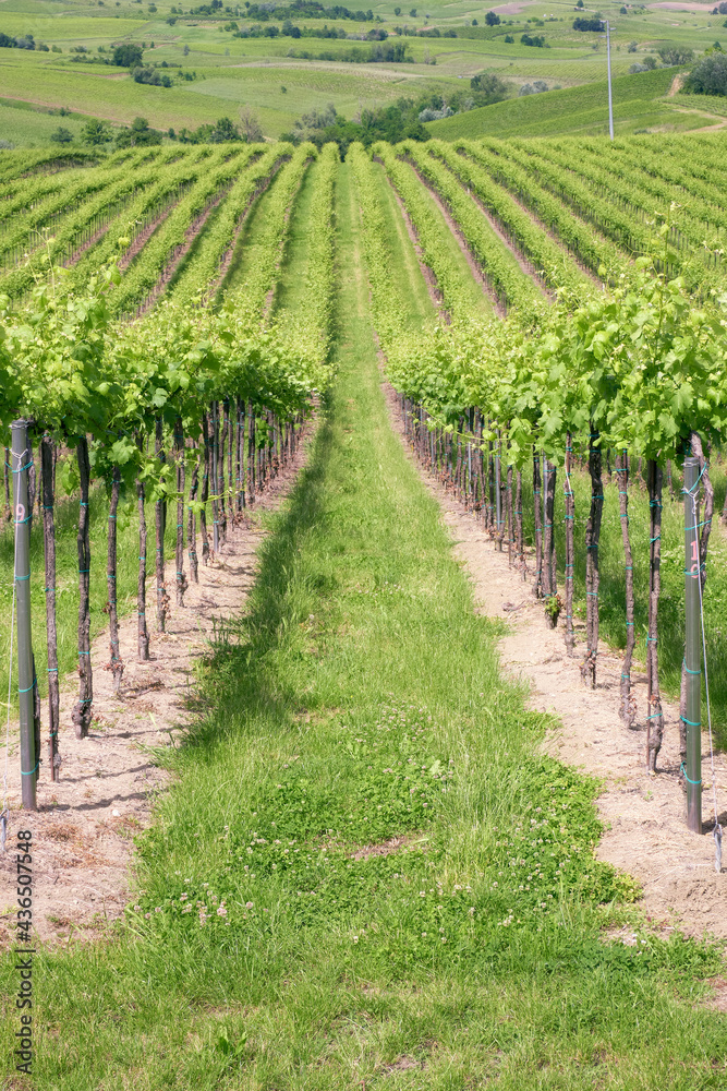 Fototapeta premium Springtime view of the vineyards of Oltrepo Pavese, hilly countryside area in the Northern of Italy (Lombardy Region, Pavia Province); it's famous for its valuable red wines.