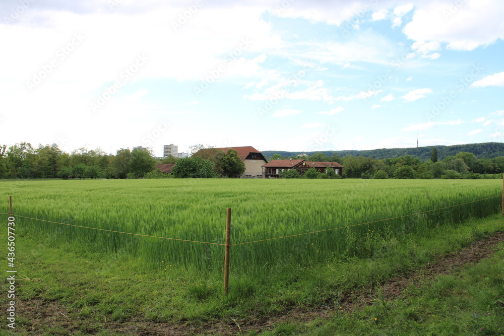 Wheat cultivation field in Basel Land, Switzerland. Wheat cultivation field in Basel Land, Switzerland.