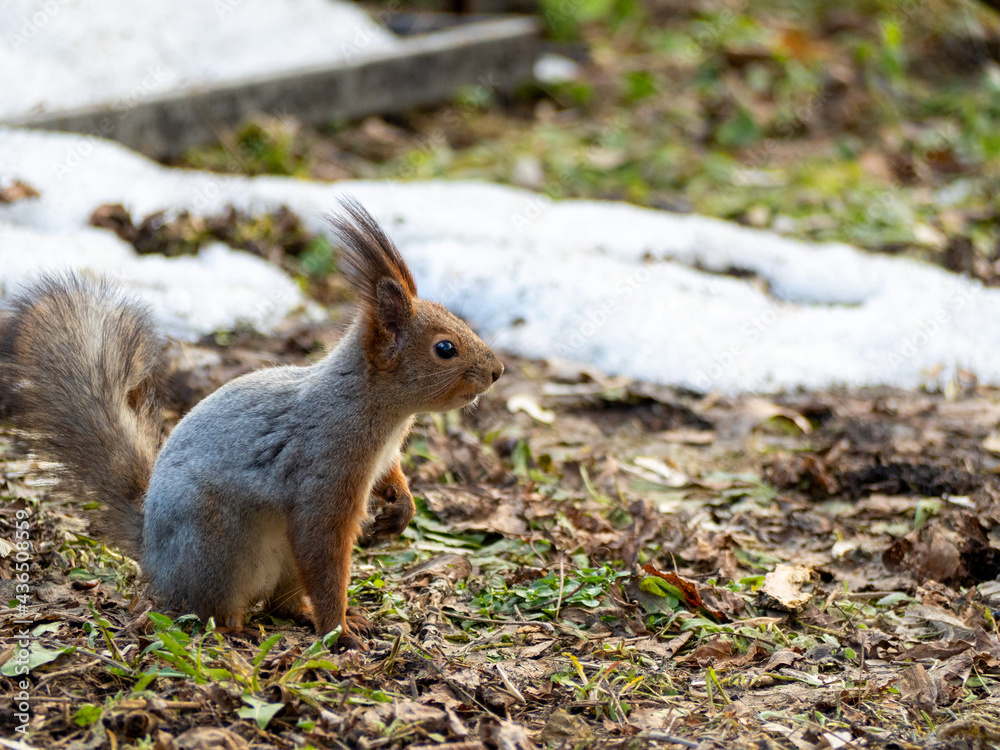 A beautiful squirrel sits on the ground in the park in the spring. A beautiful squirrel sits on the ground in the park in the spring.