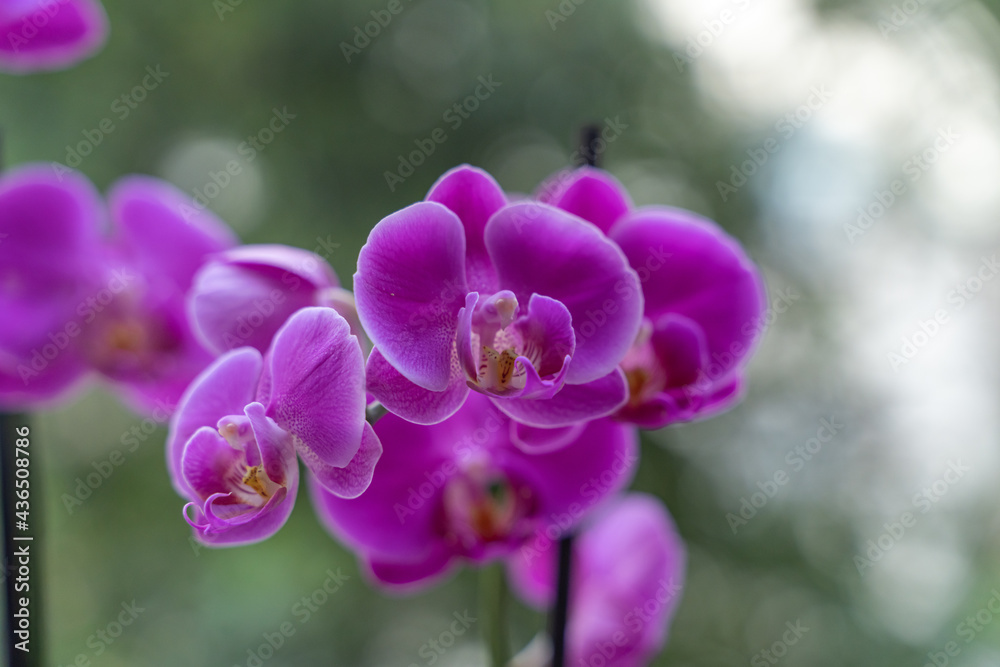 Purple Orchid Flower, natural light background. Purple Orchid Flower, natural light background.