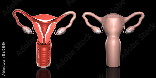 子宮解剖図 photo