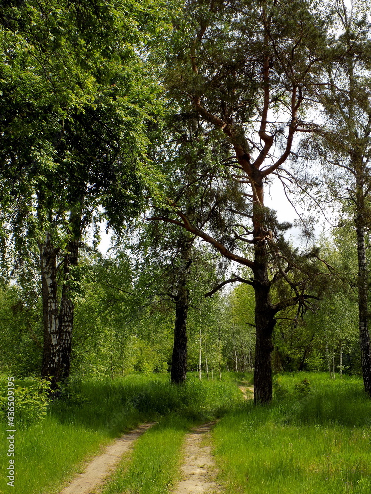 A path in the park past the trees. A path in the park past the trees.