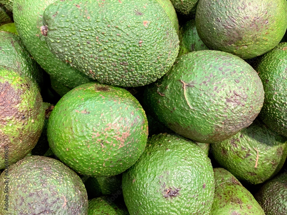 Green whole avocado close up. The texture of nature in the wallpaper. Green whole avocado close up. The texture of nature in the wallpaper.