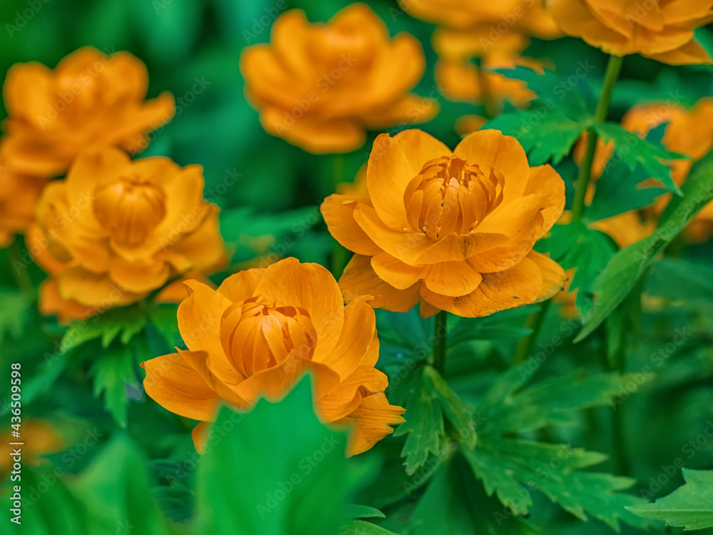 Globeflower (Trollius europaeus) on the green leaves background. Close-up. Selective focus. Globeflower (Trollius europaeus) on the green leaves background. Close-up. Selective focus.