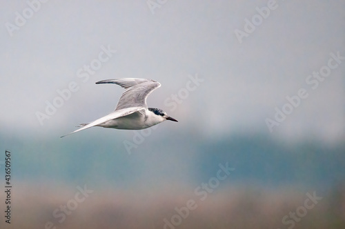 A whiskered tern flying in the sky