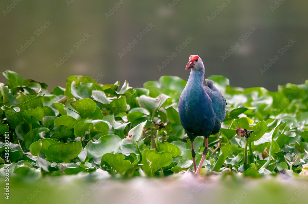 A beautiful portrait of a grey headed swamphen A beautiful portrait of a grey headed swamphen