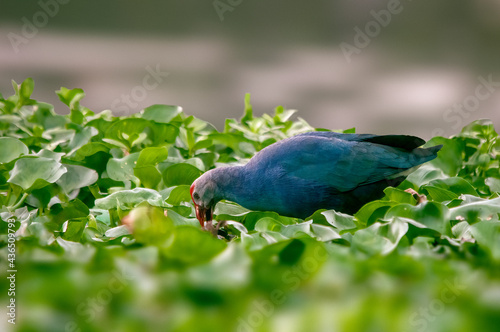 A grey headed swamphen searching food in grass photo