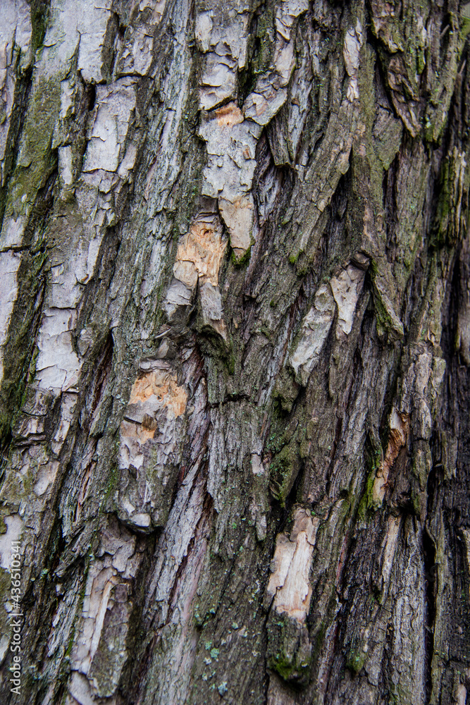 Tree bark Tree bark