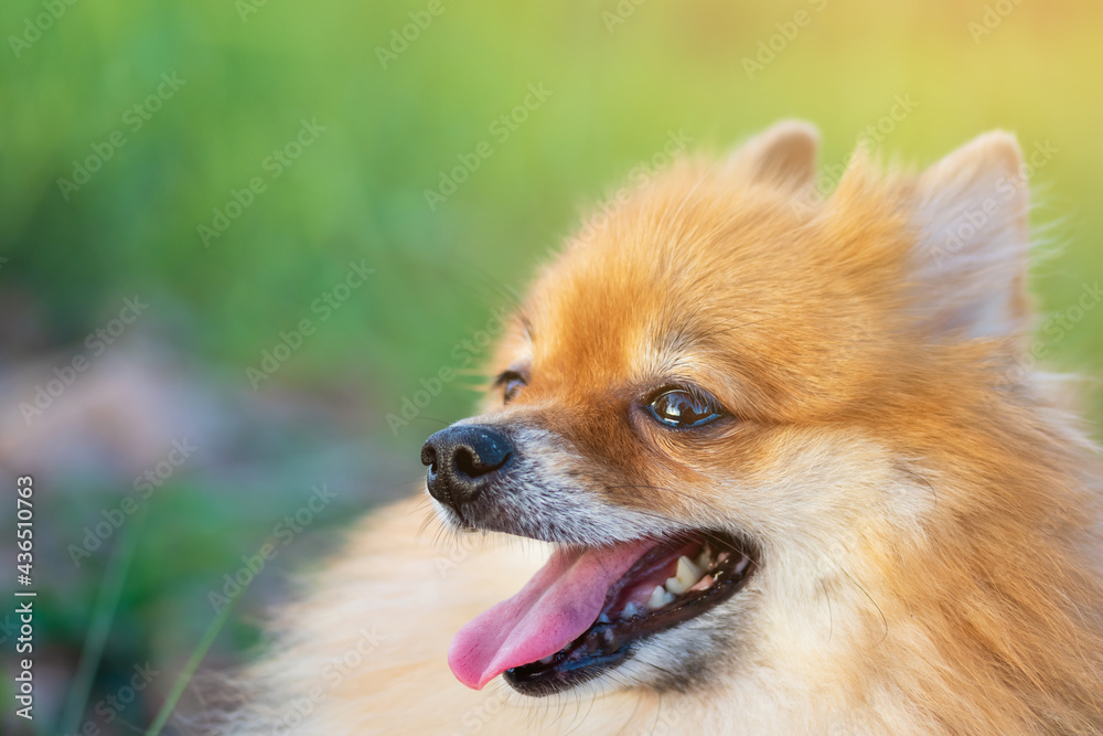 Pomeranian is sitting on grass at a park Pomeranian is sitting on grass at a park