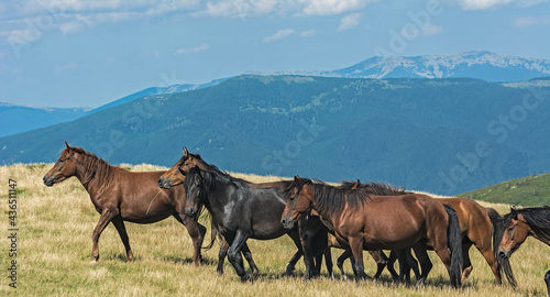 horses on a mountain meadow 