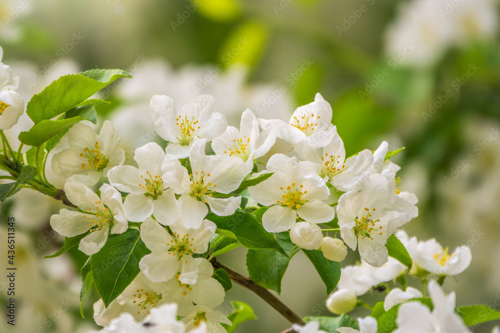White blossoming apple trees. White apple tree flowers White blossoming apple trees. White apple tree flowers