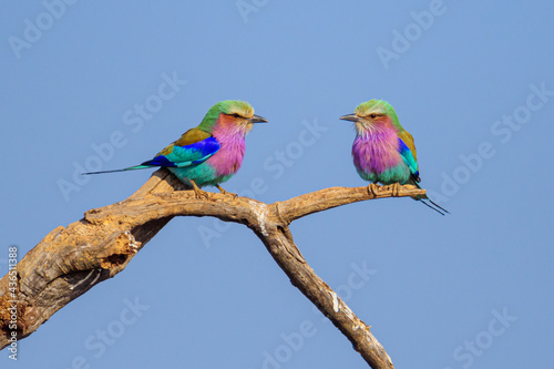 pair of lilac roller on a branch