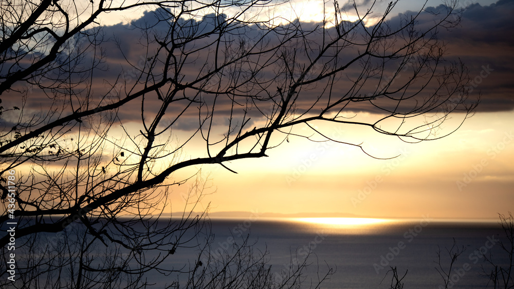 Obraz premium silhouette of a tree with view of bed of clouds above sea
