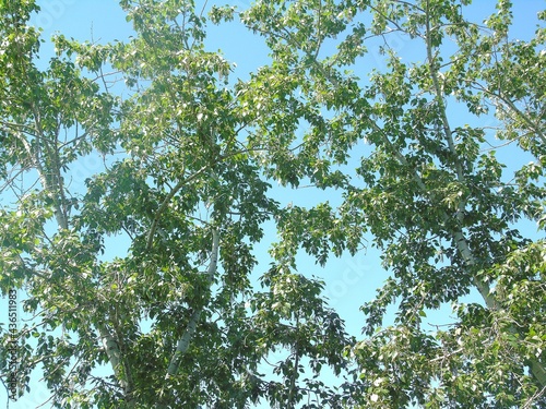 leaves against blue sky