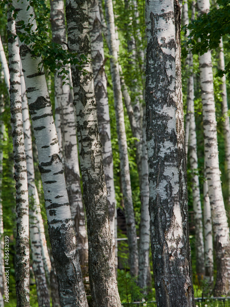 Beautiful synny day in the forest. Birch trees among the path. Beautiful synny day in the forest. Birch trees among the path.