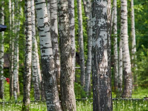 Beautiful synny day in the forest. Birch trees among the path.