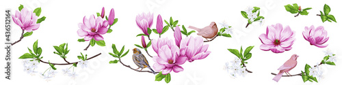 Set of blooming magnolia branches