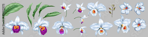 Set of beautiful decorative white orchid flowers