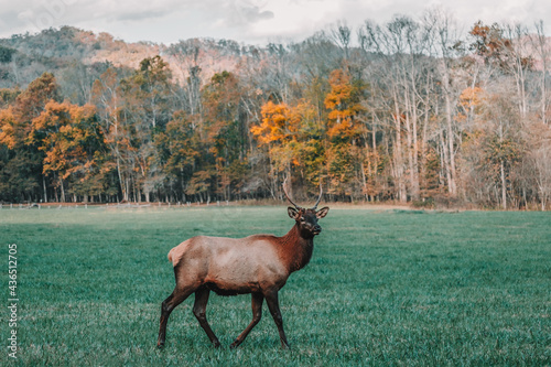 One Manitoban elk buck with growing antlers struts on the open meadow grasses of Great Smoky Mountain National Park in front of golden fall trees and the Appalachian Mountains, North Carolina, USA.  photo