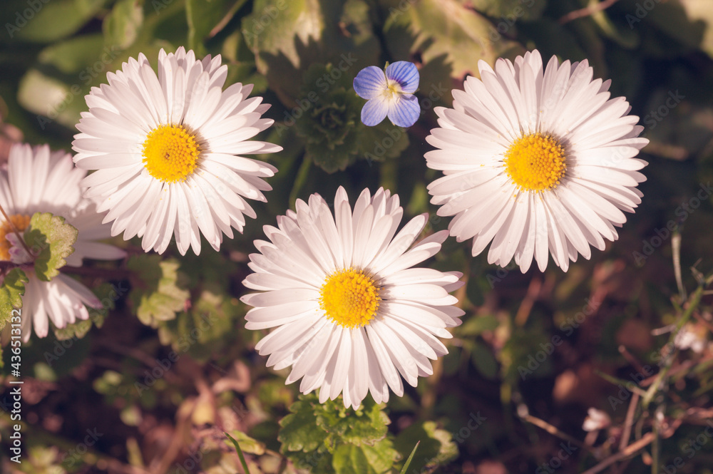 Obraz premium Fiori e natura in primavera, meravigliose margheritine color pastello