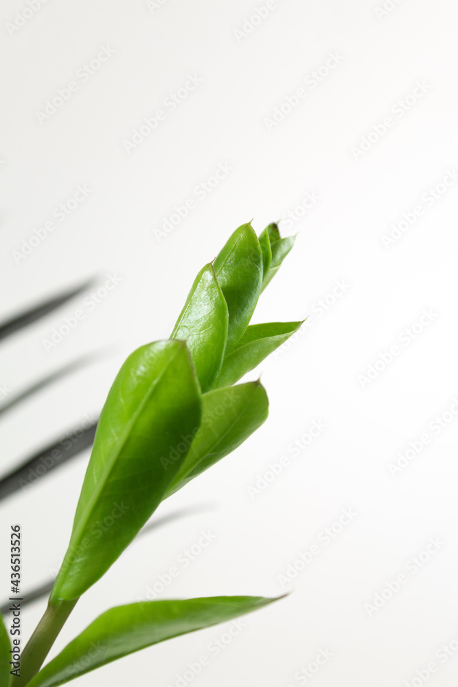 Obraz premium New sprout of black Zamioculcas plant on white background. minimal home decor concept, home gardening. Selective focus