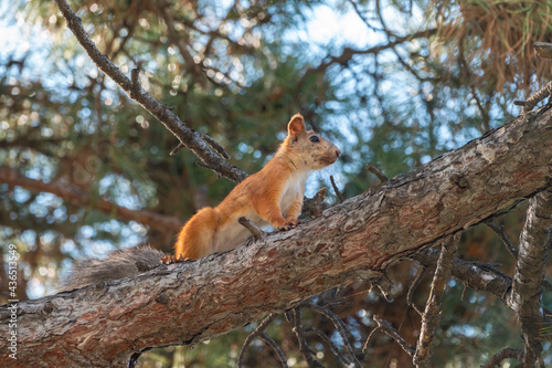 The squirrel sits on a pine branches in the summer or autumn.