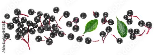 Top view of black elderberry with green leaves isolated on a white background. Sambucus.