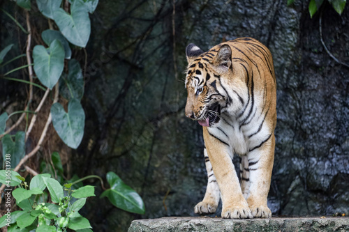 Fototapeta Naklejka Na Ścianę i Meble -  Close up bengal tiger is beautiful animal and dangerous in forest