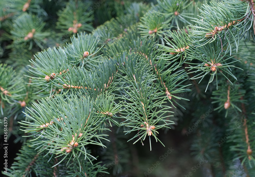 fir tree pine green branch