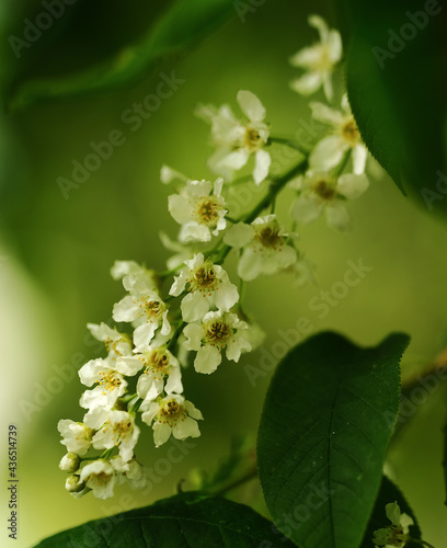 branch with bird cherry flowers