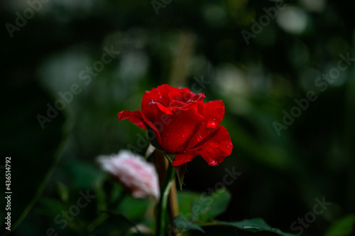 Beautiful romantic red rose in the rain.