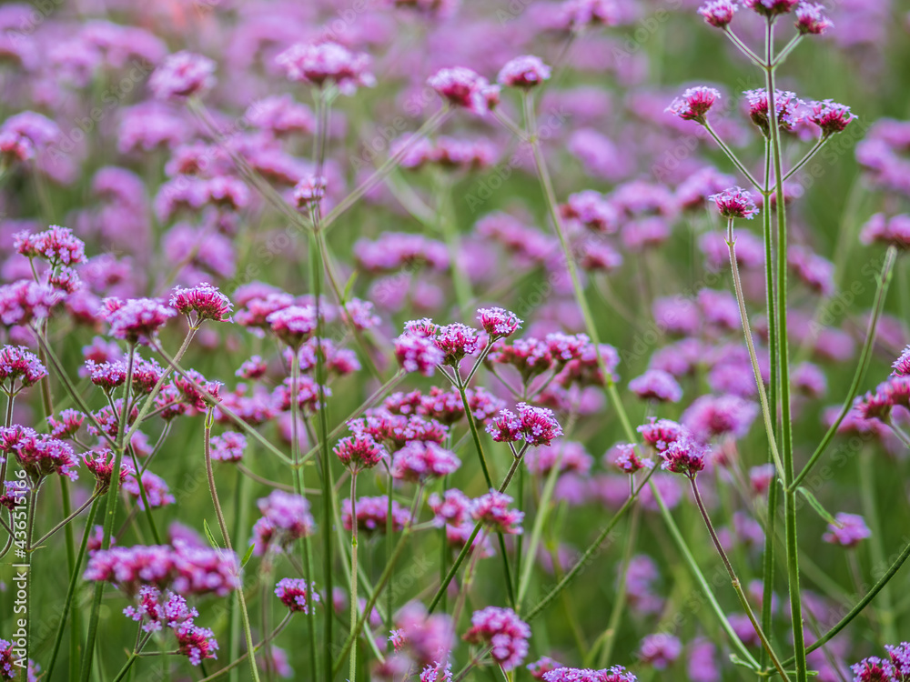 Verbena bonariensis flowers, Argentinian Vervain or Purpletop Vervain, Clustertop Vervain, Tall Verbena, Pretty Verbena, in garden