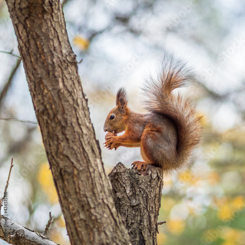 Squirrel with nut in Autumn sits on a branch © Dmitrii Potashkin