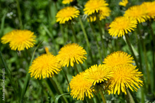 dandelions  dandelion  background  flower  nature  yellow  field  flowers  spring  warmth  mood  sunny  meadow  summer  grass  green  plant  blossom  beauty  flora  garden  beautiful  bright  blooming