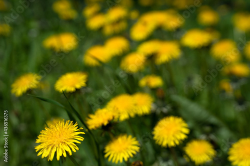 dandelions, dandelion, background, flower, nature, yellow, field, flowers, spring, warmth, mood, sunny, meadow, summer, grass, green, plant, blossom, beauty, flora, garden, beautiful, bright, blooming