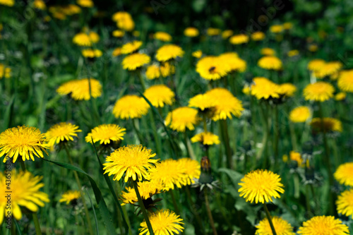 dandelions, dandelion, background, flower, nature, yellow, field, flowers, spring, warmth, mood, sunny, meadow, summer, grass, green, plant, blossom, beauty, flora, garden, beautiful, bright, blooming